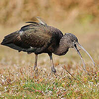 Ibis falcinelle