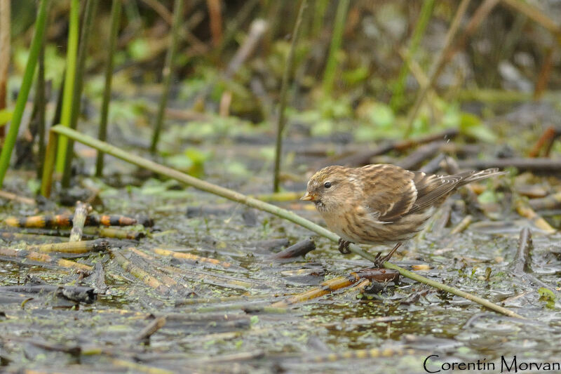 Redpoll