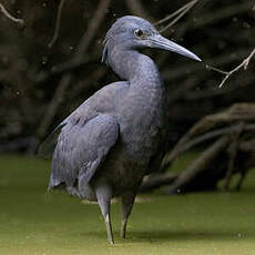 Aigrette ardoisée