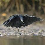 Aigrette ardoisée