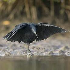 Aigrette ardoisée