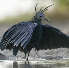 Aigrette ardoisée