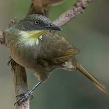 Bulbul à gorge claire