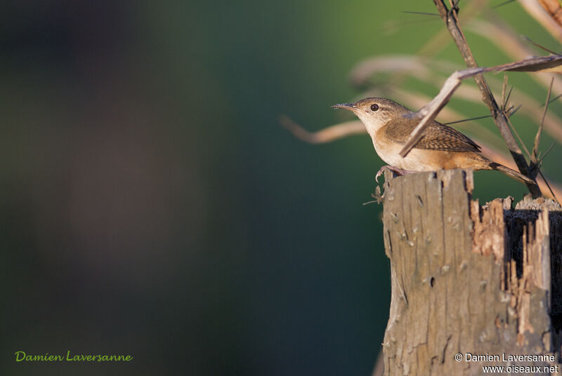 Troglodyte austral