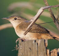 Southern House Wren