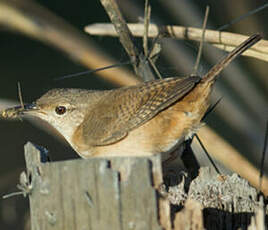 Troglodyte austral