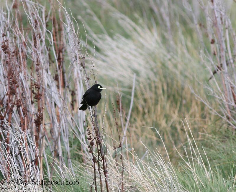 Spectacled Tyrant male adult