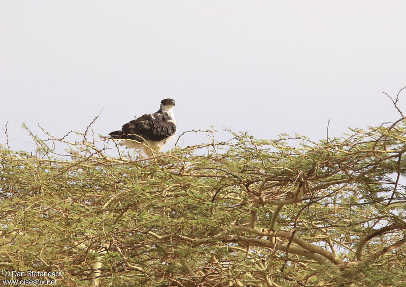 African Hawk-Eagleadult