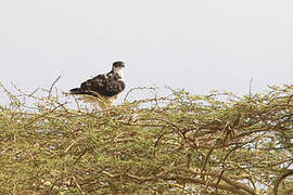 African Hawk-Eagle