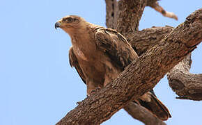 Aigle ravisseur