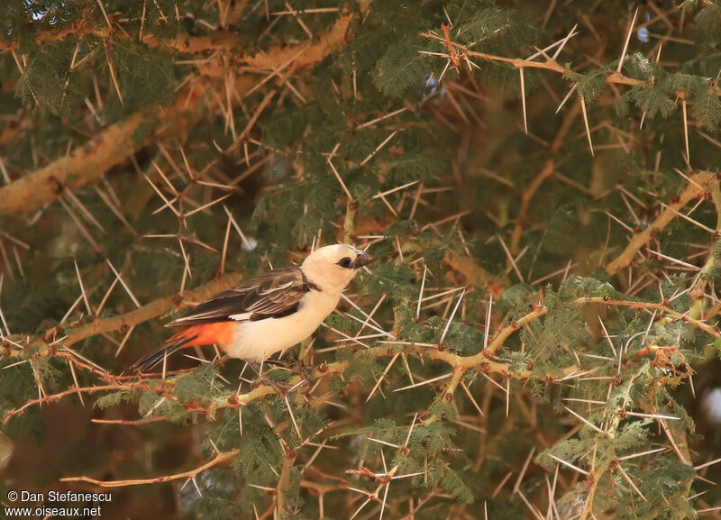 White-headed Buffalo Weaveradult