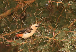 White-headed Buffalo Weaver