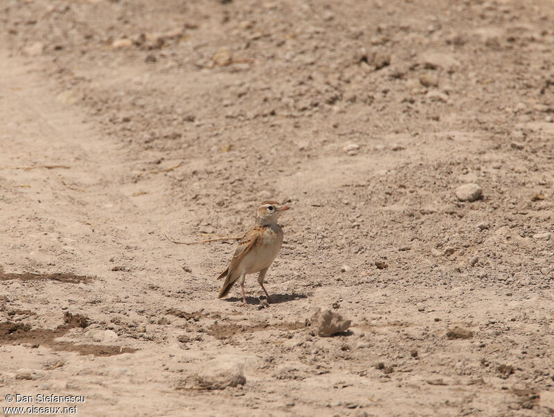 Red-capped Larkadult