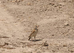 Red-capped Lark