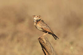 Red-winged Lark