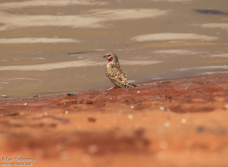 Cut-throat Finch male adult breeding