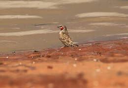 Cut-throat Finch