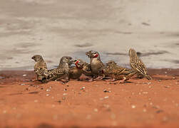 Cut-throat Finch