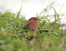 Red-billed Firefinch