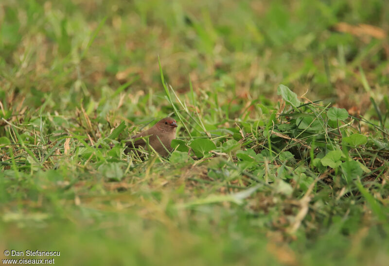 Red-billed Firefinch female adult