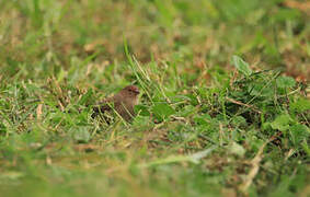 Red-billed Firefinch