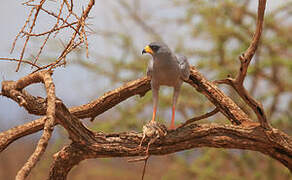 Eastern Chanting Goshawk