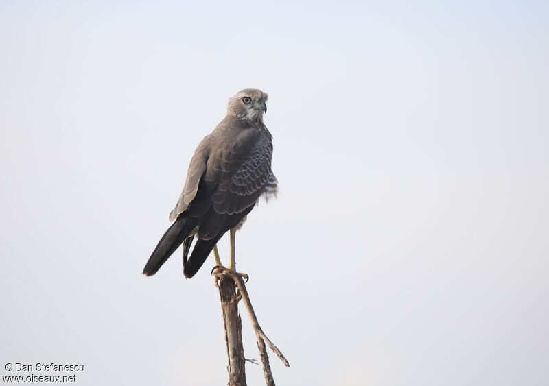 Autour à ailes grisesimmature