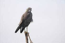 Eastern Chanting Goshawk