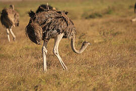 Common Ostrich