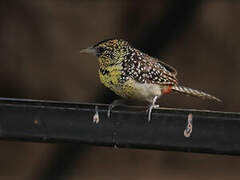 D'Arnaud's Barbet