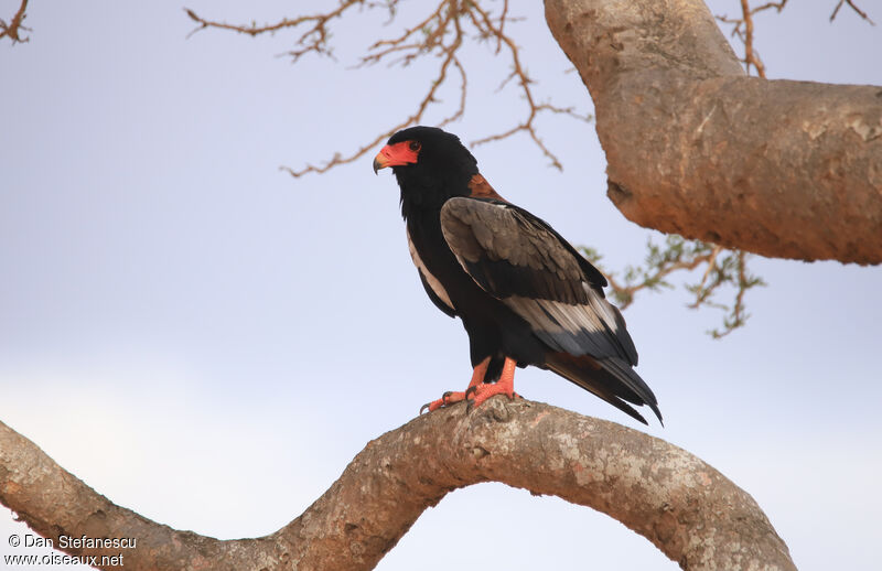 Bateleur female adult