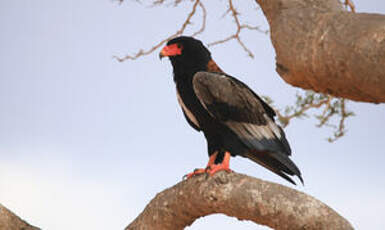 Bateleur des savanes