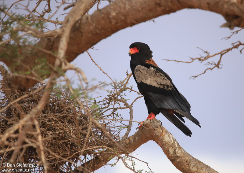 Bateleur des savanes mâle adulte