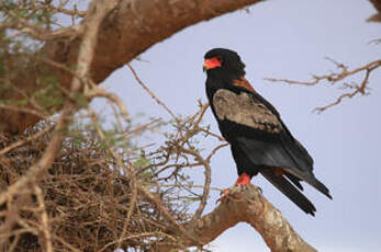 Bateleur des savanes