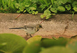 White Wagtail