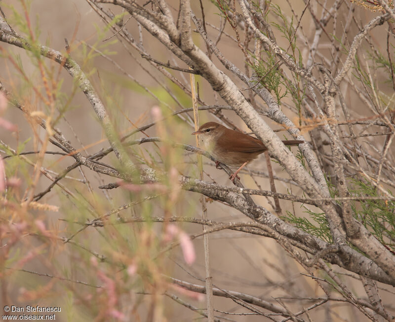 Cetti's Warbleradult