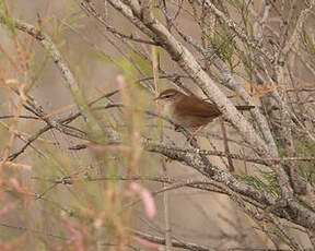 Bouscarle de Cetti