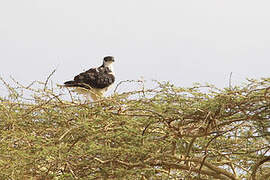 Augur Buzzard