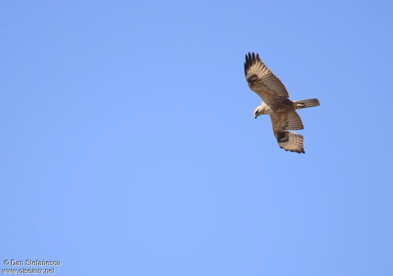 Long-legged Buzzardadult, Flight