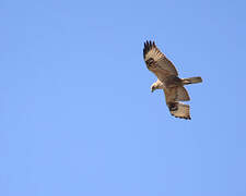 Long-legged Buzzard