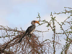 Eastern Yellow-billed Hornbill