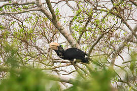 Silvery-cheeked Hornbill