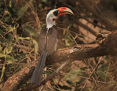 Von der Decken's Hornbill