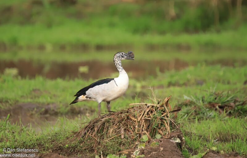 Knob-billed Duck male adult