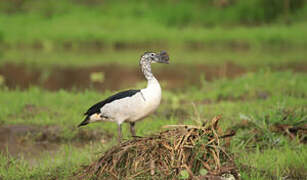 Knob-billed Duck