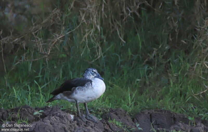 Knob-billed Duck female adult