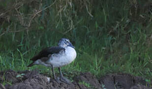 Knob-billed Duck