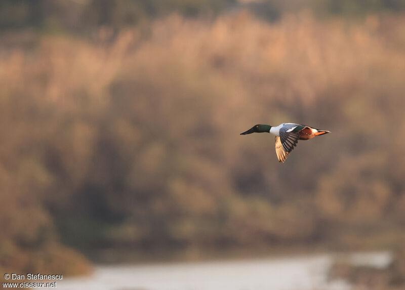 Northern Shoveler male adult, Flight