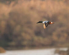 Canard souchet