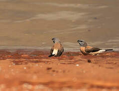 Grey-headed Silverbill